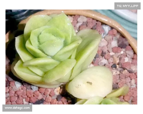 游侠宠物捕捉全攻略 从新手到高手的全面指南与技巧解析